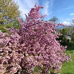 Am Bodensee *
