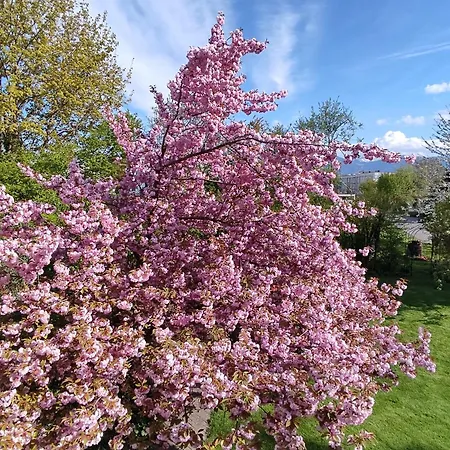 Am Bodensee *